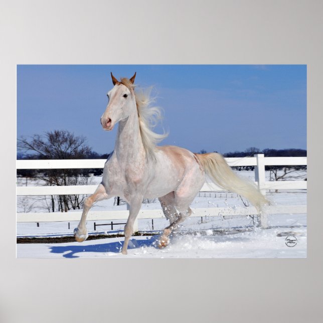 Red Roan in Snow Poster (Front)
