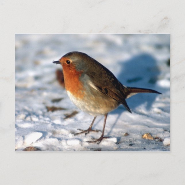 Red Robin bird Postcard (Front)