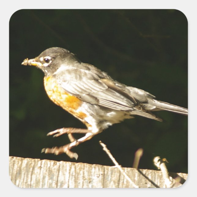 Red Robin Bobbin Square Sticker (Front)