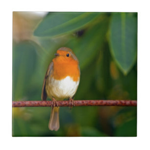 Red ROBIN Ceramic Tile