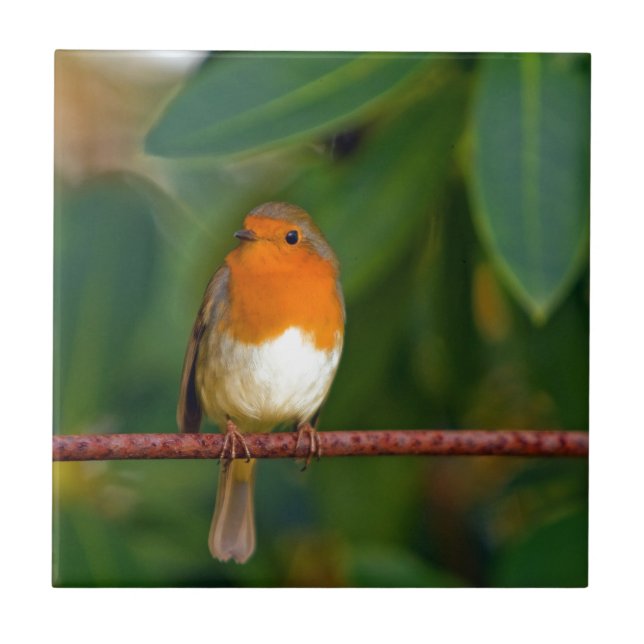 Red ROBIN Ceramic Tile (Front)