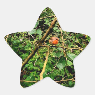 Red robin star sticker