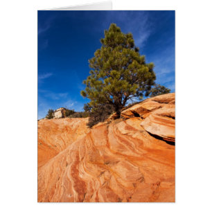 Red Rock Conifer