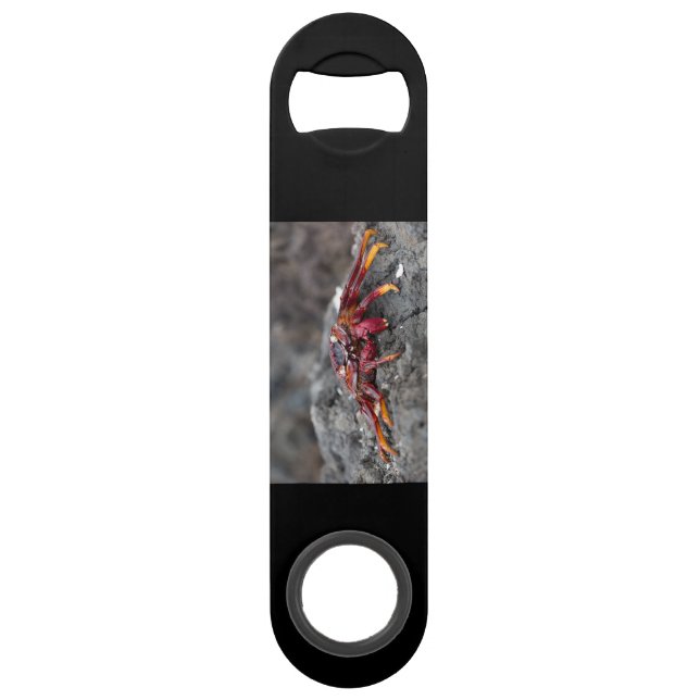 Red rock crab (Back)