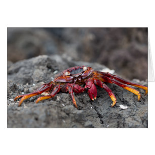 Red rock crab