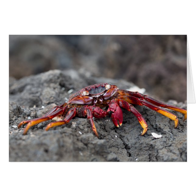 Red rock crab (Front Horizontal)