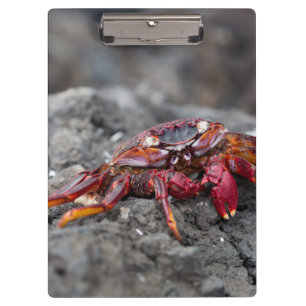 Red rock crab clipboard