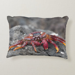 Red rock crab decorative cushion