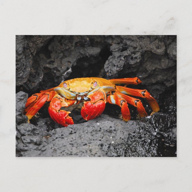 Red rock crab (Grapsus grapsus) Postcard (Front)