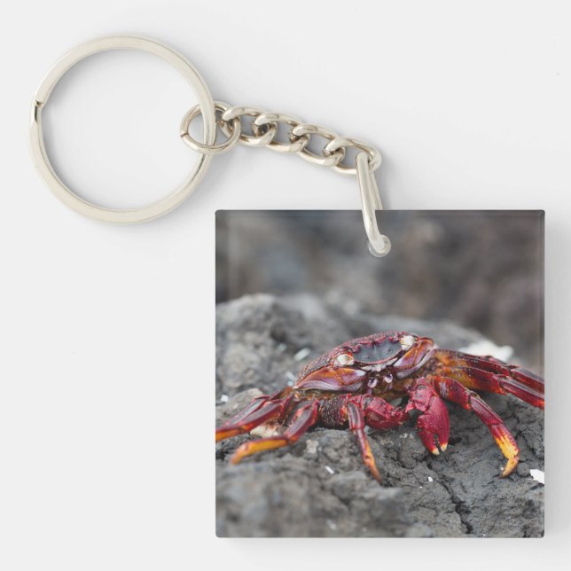 Red rock crab key ring (Front)