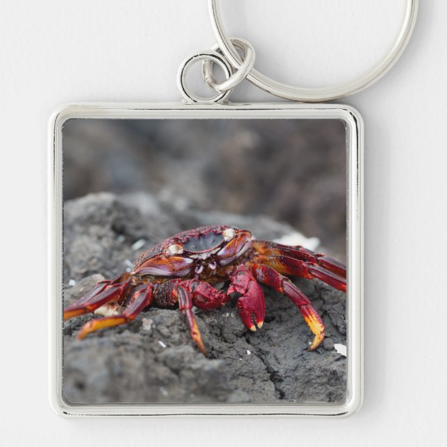 Red rock crab key ring (Front)