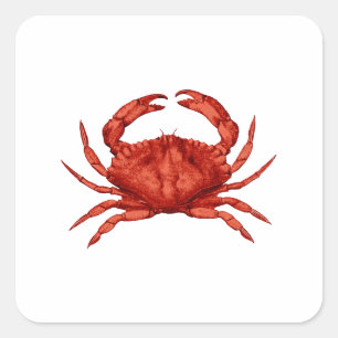 Red Rock Crab (Pacific) Square Sticker
