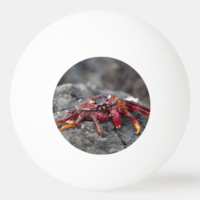 Red rock crab ping pong ball (Back)