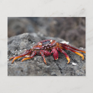 Red rock crab postcard