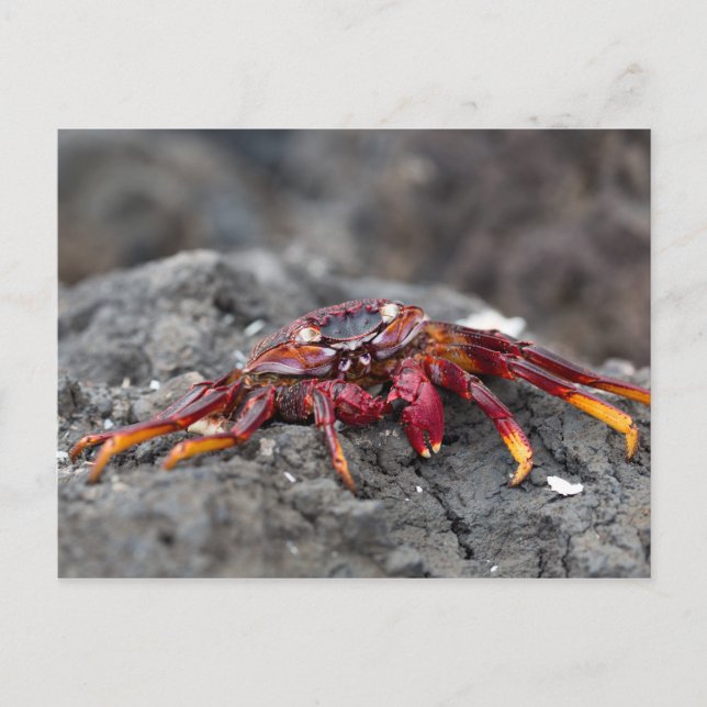 Red rock crab postcard (Front)