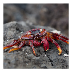 Red rock crab poster