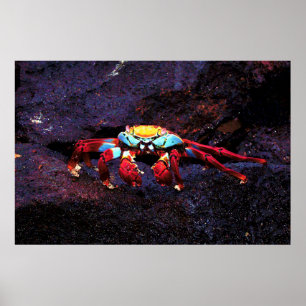 Red Rock Crab Poster