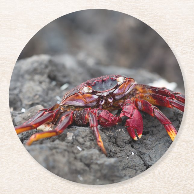 Red rock crab round paper coaster (Front)