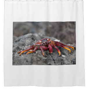 Red rock crab shower curtain