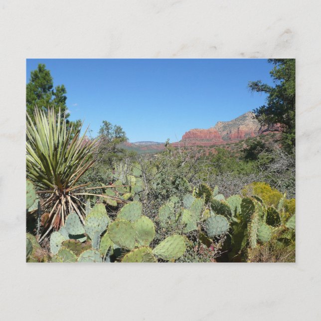 Red Rocks and Cacti I Postcard (Front)