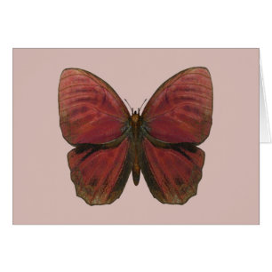 Red Rooster Butterfly