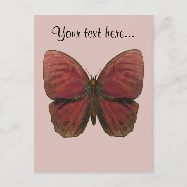 Red Rooster Butterfly Postcard (Front)