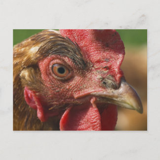 Red rooster postcard
