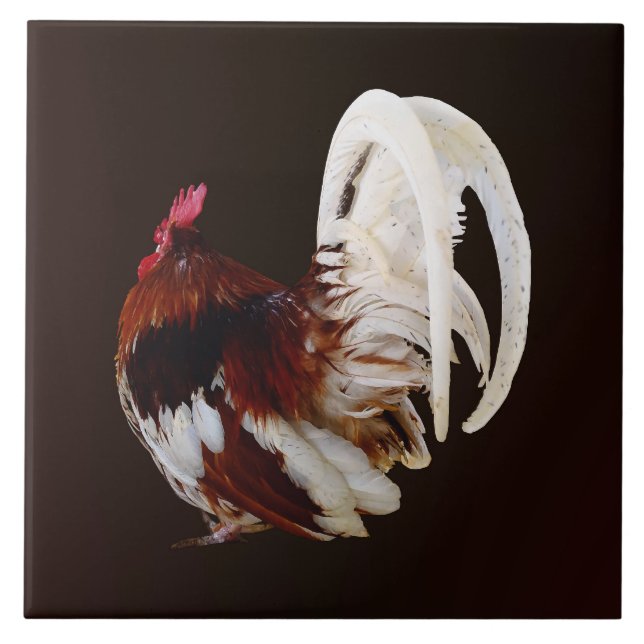 Red Rooster With White Tail Feathers Ceramic Tile (Front)