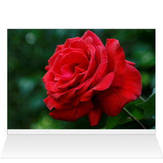 Red Rose