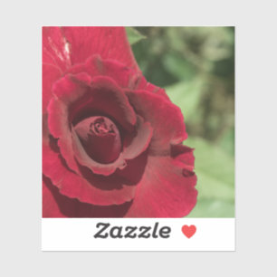Red Rose