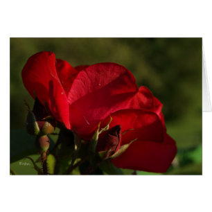 red rose