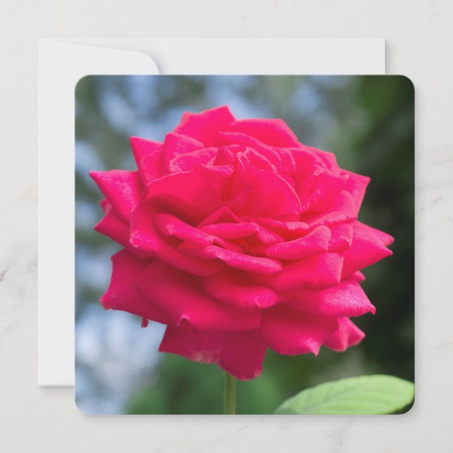 Red rose (Front)