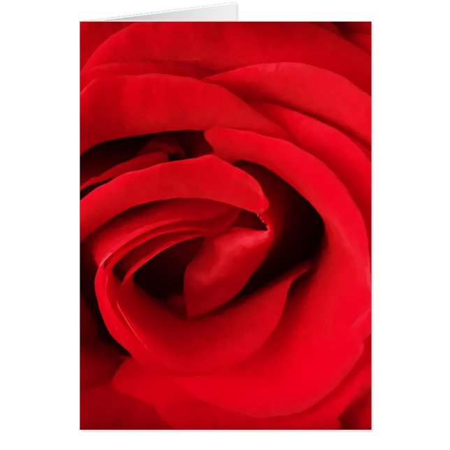 Red Rose (Front)