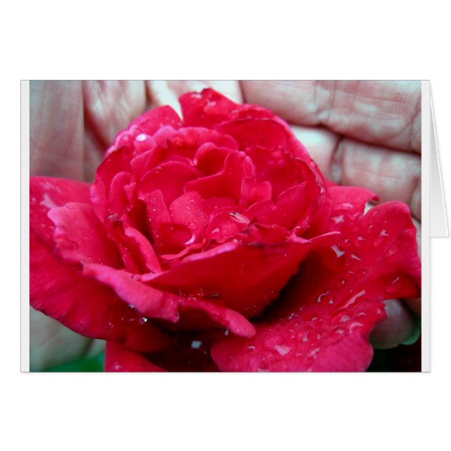Red Rose (Front Horizontal)
