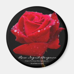 Red Rose マグネット Magnet