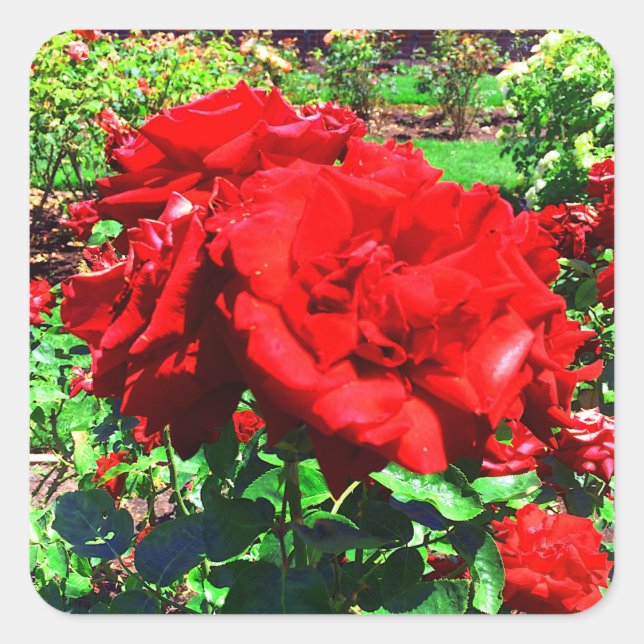 Red Rose #1 Stickers (Front)