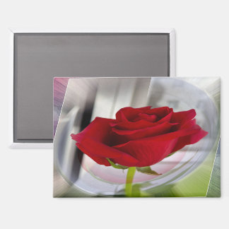 Red rose 2 magnet