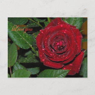 Red Rose #2 Postcard