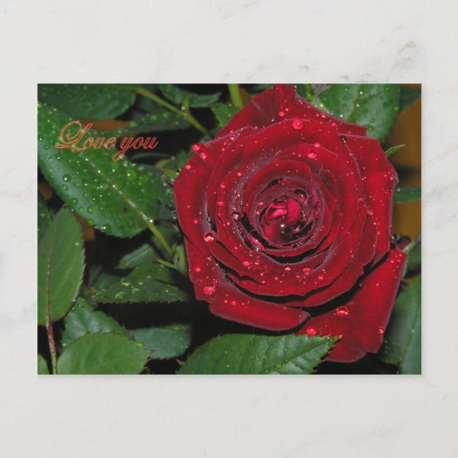 Red Rose #2 Postcard (Front)