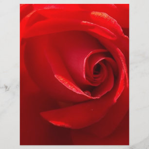 Red-Rose-3.jpg