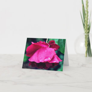 Red Rose After Rain Flower Photography  Note Card