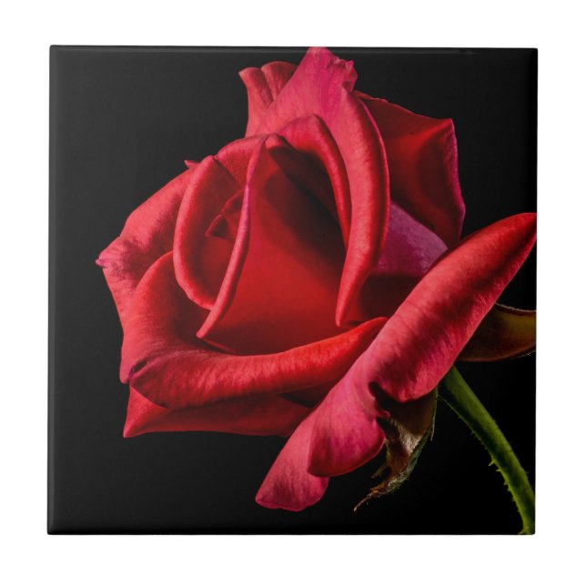 Red Rose Against Black Background Ceramic Tile (Front)