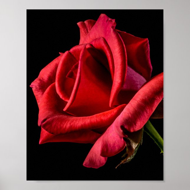 Red Rose Against Black Background Poster (Front)