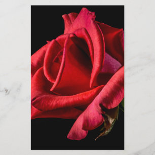 Red Rose Against Black Background Stationery
