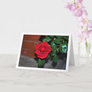 Red Rose at Night Portrait Card