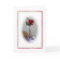 Red Rose Birthday Card