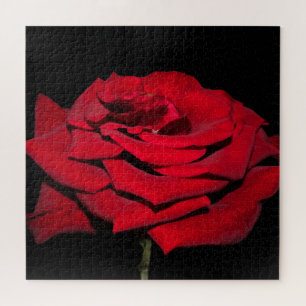 Red Rose - Black Jigsaw Puzzle