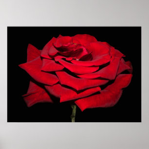 Red Rose - Black Poster