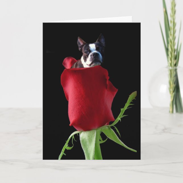 Red rose Boston Terrier greeting card (Front)