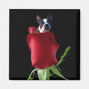 Red rose Boston Terrier magnet